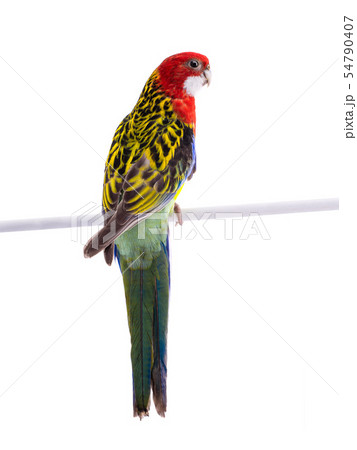 parrot Rosella parrot isolated 54790407