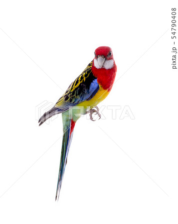 parrot Rosella parrot isolated parrot Rosella parrot isolated 54790408
