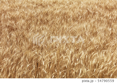 Blurred background of a golden field of growing 54790559