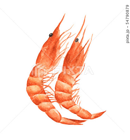 Red prawn or shrimp. Watercolor illustration. 54790879