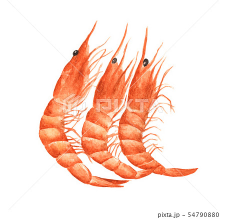 Red prawn or shrimp. Watercolor illustration. 54790880