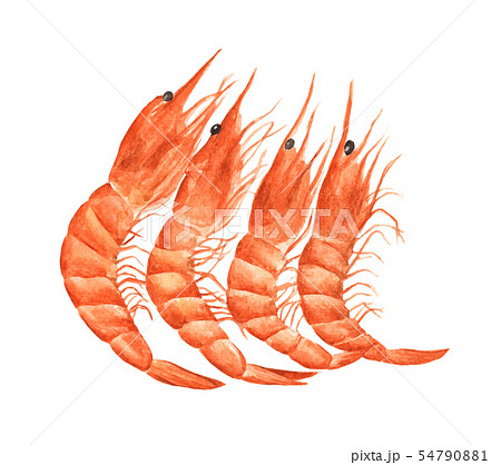 Red prawn or shrimp. Watercolor illustration. 54790881