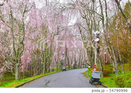 甲山ふれあいの里の枝垂れ桜 54790996