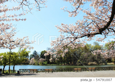 善福寺公園の桜 54791007