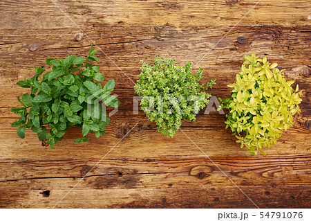Frame of garden tools and flowers. Top view. Frame of garden tools and flowers. Top view. 54791076