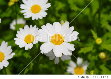 可憐なマーガレットの花 可憐なマーガレットの花 54791173