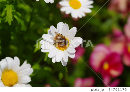 可憐なマーガレットの花 可憐なマーガレットの花 54791176