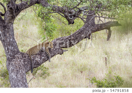 Leopard in Kruger National park, South Africa 54791858