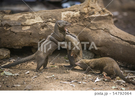 Common dwarf mongoose in Kruger National park, Common dwarf mongoose in Kruger National park, 54792064