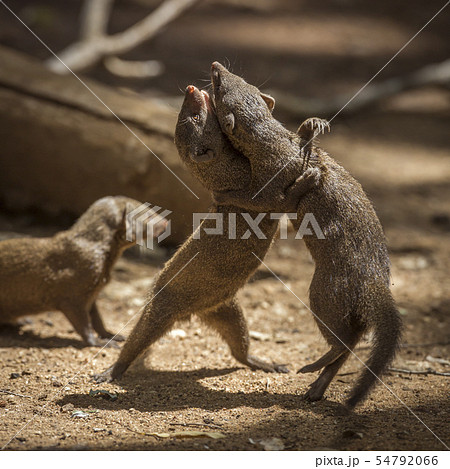 Common dwarf mongoose in Kruger National park, 54792066