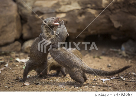 Common dwarf mongoose in Kruger National park, 54792067