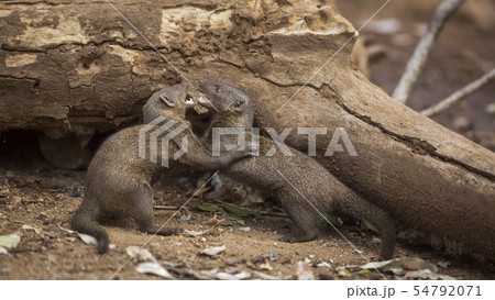 Hippopotamus in Kruger National park, South Africa 54792071