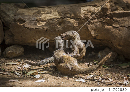Hippopotamus in Kruger National park, South Africa 54792089