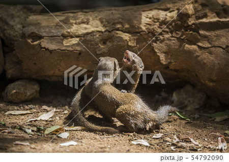 Hippopotamus in Kruger National park, South Africa 54792090