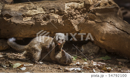 Hippopotamus in Kruger National park, South Africa 54792100