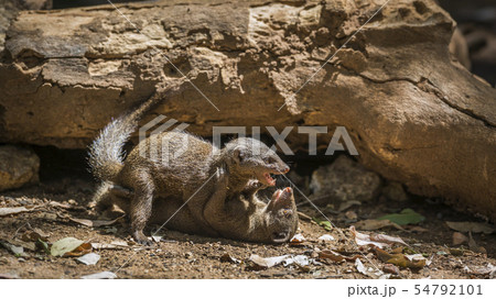 Hippopotamus in Kruger National park, South Africa Hippopotamus in Kruger National park, South Africa 54792101