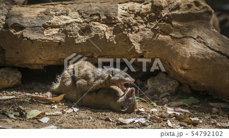 Hippopotamus in Kruger National park, South Africa 54792102