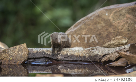 Hippopotamus in Kruger National park, South Africa 54792106