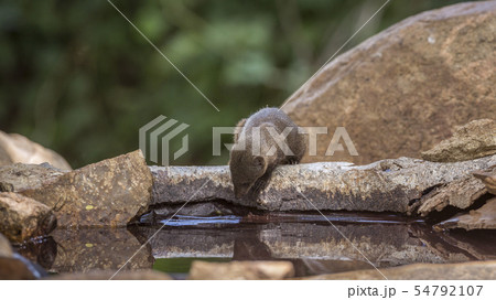 Hippopotamus in Kruger National park, South Africa 54792107
