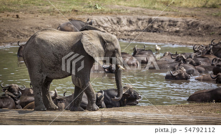 African bush elephant in Kruger National park, 54792112