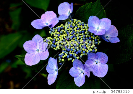 あじさい 54792319