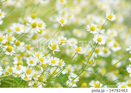 カモミール 54792463