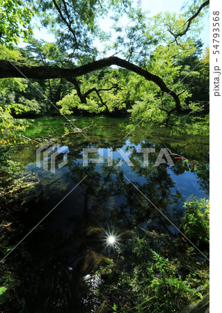 晩夏の五色沼湖沼群 母沼 晩夏の五色沼湖沼群 母沼 54793568