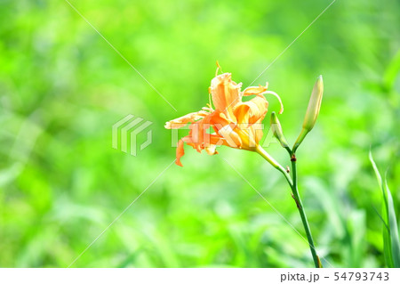 田んぼのあぜ道に咲いたヤブカンゾウの花 田んぼのあぜ道に咲いたヤブカンゾウの花 54793743