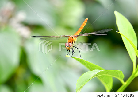 若齢のナツアカネ 54794095