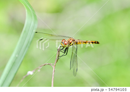 若齢のナツアカネ 54794103