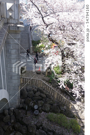 東京都北区の音無親水公園(音無橋脇から) 東京都北区の音無親水公園(音無橋脇から) 54794160