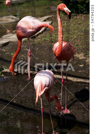 動物園の動物たち 動物園の動物たち 54794203
