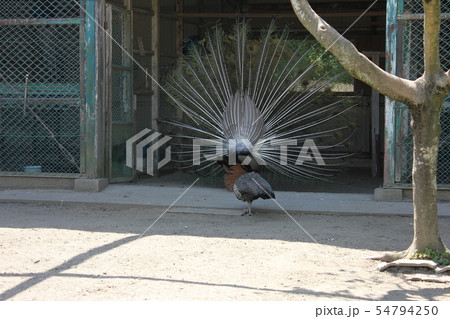 孔雀 .。:◦・◯*○⁺peacock⁺○*◯・◦:。. 孔雀 .。:◦・◯*○⁺peacock⁺○*◯・◦:。. 54794250