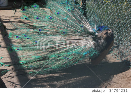孔雀 .。:◦・◯*○⁺peacock⁺○*◯・◦:。. 孔雀 .。:◦・◯*○⁺peacock⁺○*◯・◦:。. 54794251