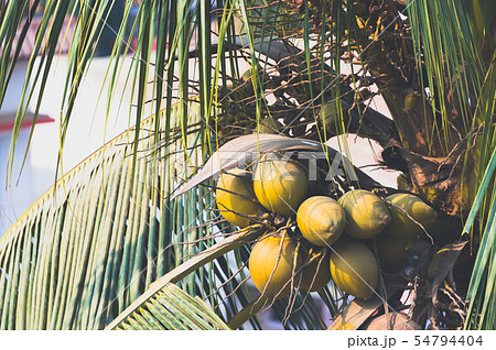 Bunch of fresh green coconuts on palm 54794404