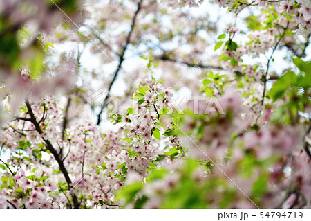 街景色　東京　丸の内 54794719