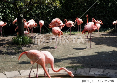 動物園のフラミンゴ 動物園のフラミンゴ 54794796
