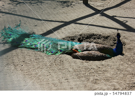 孔雀 .。:◦・◯*○⁺peacock⁺○*◯・◦:。. 孔雀 .。:◦・◯*○⁺peacock⁺○*◯・◦:。. 54794837