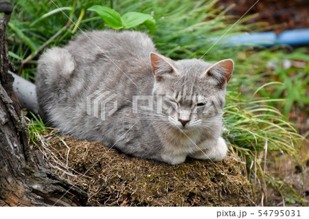猫 猫 54795031
