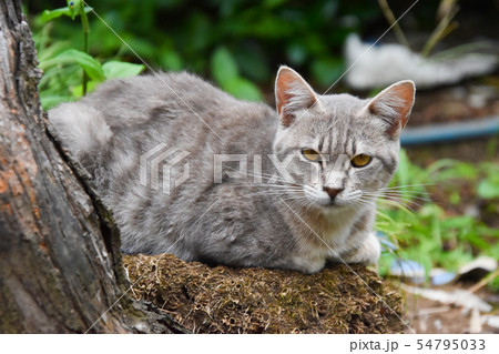 猫 猫 54795033