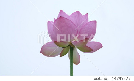 行田古代蓮の里2019 54795527