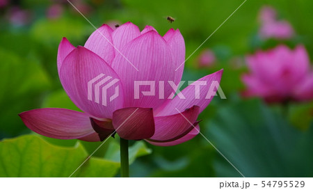 行田古代蓮の里2019 54795529