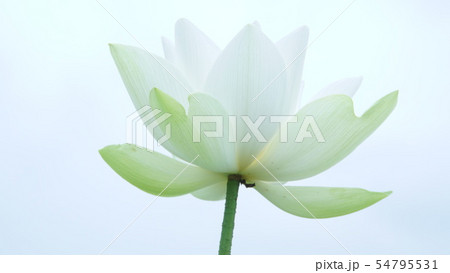 行田古代蓮の里2019 54795531