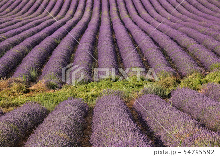 Lavender field at sunset in Provence, France Lavender field at sunset in Provence, France 54795592