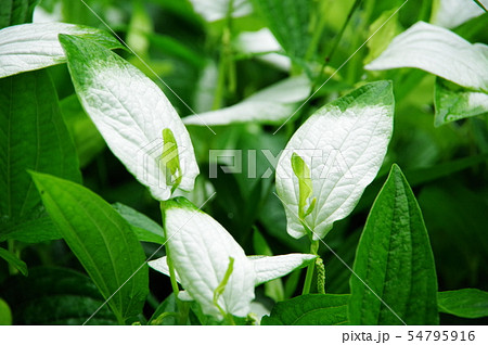 半夏生 半夏生 54795916