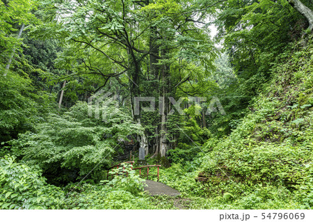 軍刀利神社奥院の大桂 軍刀利神社奥院の大桂 54796069