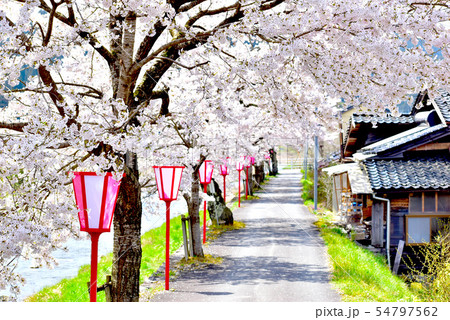 美甘宿場桜 54797562