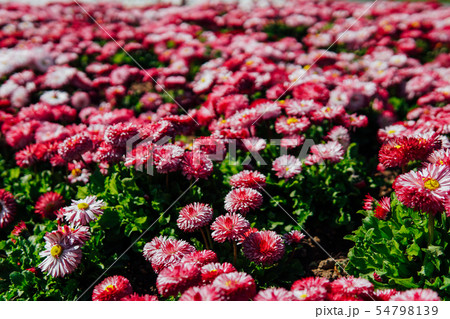 multicolored asters in a flowering garden in spring 54798139