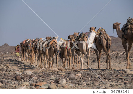 ダナキル砂漠　塩のキャラバン 54798145