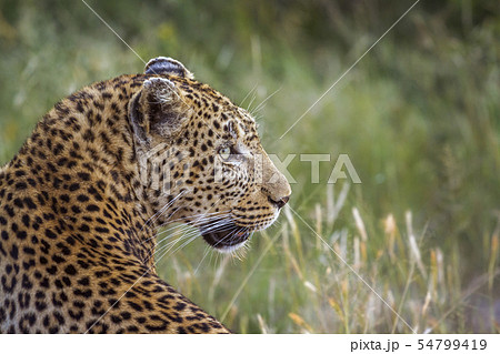 Leopard in Kruger National park, South Africa 54799419